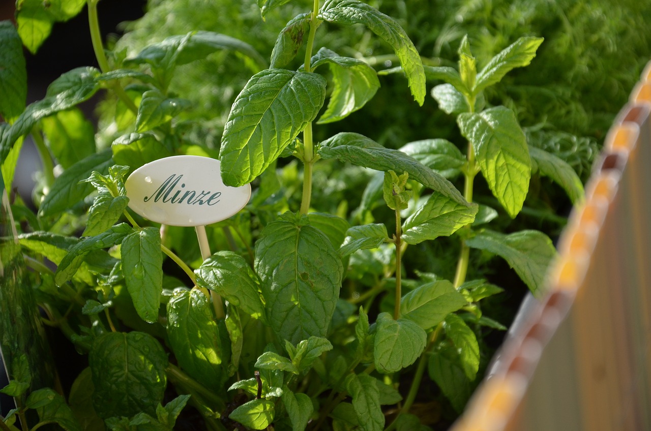 Drying Herbs from Your Garden 101